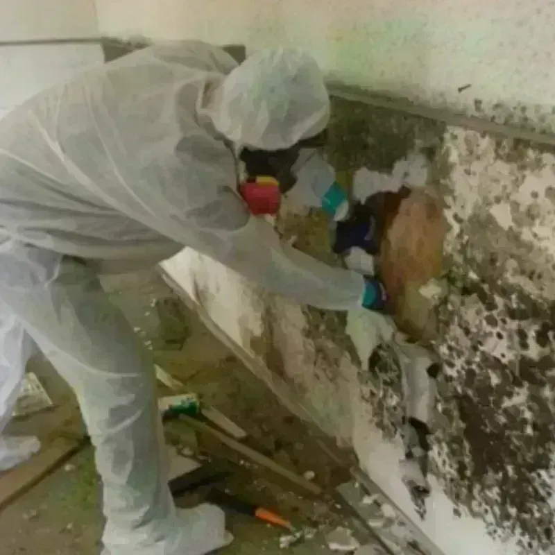 Mold Remediation and Removal in Arnold Line, MS